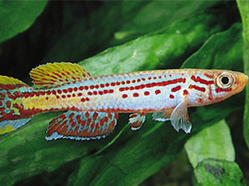 Фото Афиосемион амоэнум