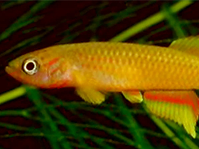 Фото Золотой афиосемион