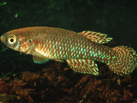 Фото Афиосемион Радда