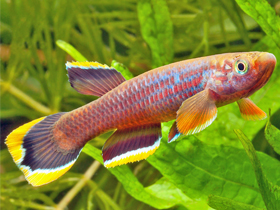 Фото Афиосемион селия