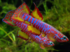 Фото Aphyosemion dargei