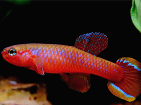 Фото Диаптерон-кокетка