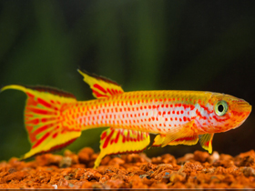 Фото Афиосемион растогоенса