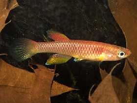 Фото Афиосемион Шлюппа