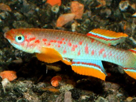 Фото Aphyosemion tirbaki