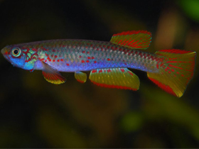 Фото Aphyosemion wildekampi