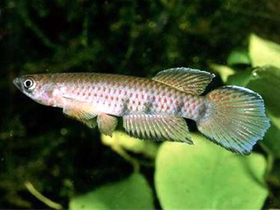 Фото Эпиплатис Шапера