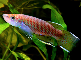 Фото Epiplatys hildegardae