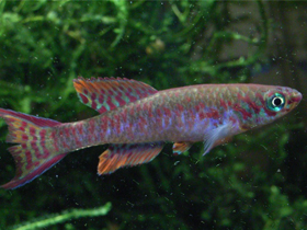 Фото Афиосемион Арнольда