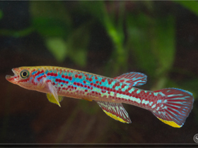 Фото Fundulopanchax marmoratus