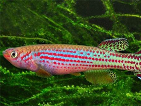 Фото Афиосемион оезере