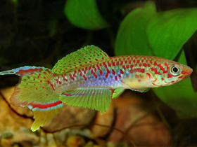 Фото Fundulopanchax rubrolabialis