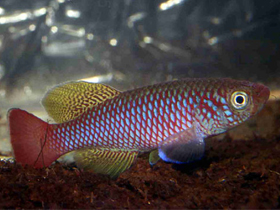 Фото Стройный нотобранхиус