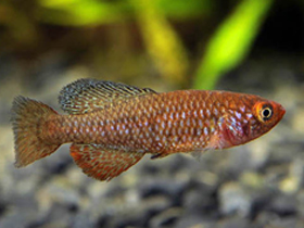 Фото Nothobranchius rosenstocki