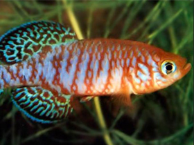 Фото Нотобранхиус симонси