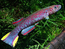 Фото Ролоффия брюнинга