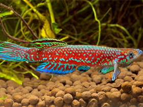 Фото Scriptaphyosemion cauveti