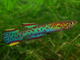 Фото Скриптафиосемион Смитта