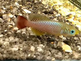 Фото Нотобранхиус Фоерши