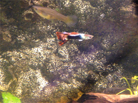 Смотреть фото Гуппи Фото Гуппи