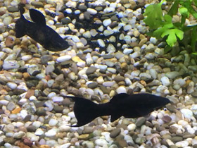 Смотреть фото Твой первый аквариум: моллинезии и меченосцы Фото Твой первый аквариум: моллинезии и меченосцы