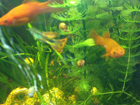 Фото Меченосец