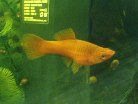 Фото Меченосец