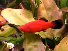 Фото Живородящие рыбки для новичков: гуппи и пецилии