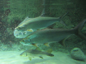 Фото Большеглазая сельдь