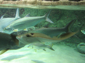 Фото Большеглазая сельдь