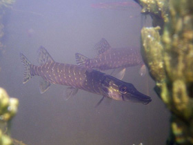 Смотреть фото Акула пресных вод — щука Фото Акула пресных вод — щука