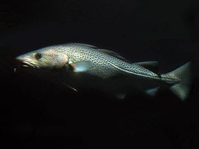 Смотреть фото Атлантическая треска Фото Атлантическая треска