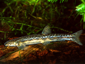 Фото Parakneria tanzaniae