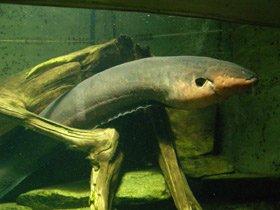 Фото Электрический угорь