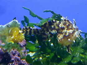 Фото Саргассовый морской клоун