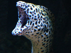 Леопардовая мурена Леопардовая мурена