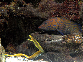 Фото Носатая мурена