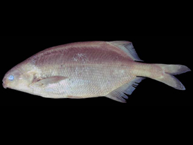 Фото Нигерийский маркузениус