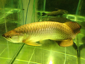 Фото Чёрная аравана