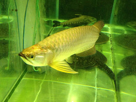 Фото Чёрная аравана