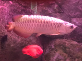 Фото Золотая аравана