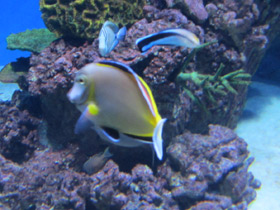 Фото Гавайский хирург