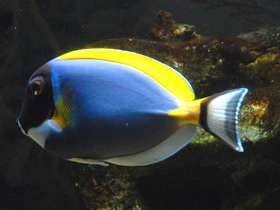 Фото Белогорлый хирург