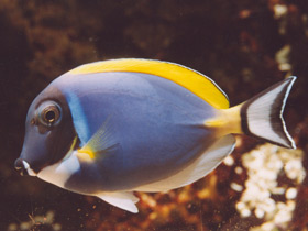 Фото Белогорлый хирург