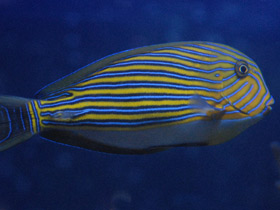 Фото Полосатый хирург