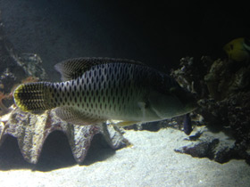 Фото Полосатый хирург-ктенохет