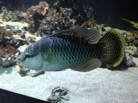 Фото Полосатый хирург-ктенохет