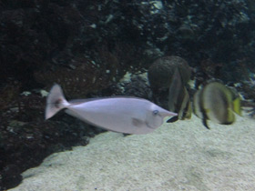 Фото Синешипая рыба-носорог