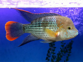 Фото Бирюзовая акара