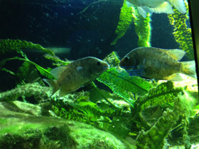 Смотреть фото Ханус Фото Ханус